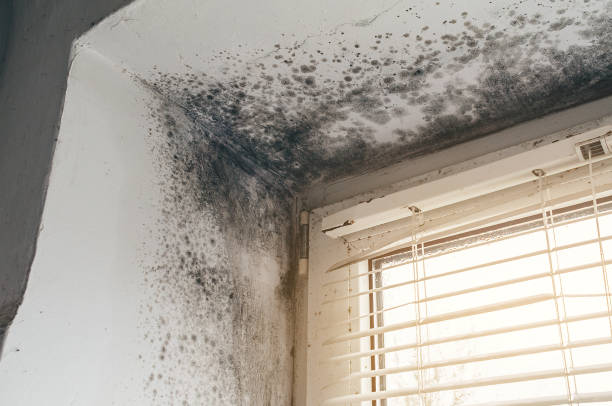 Affordable Basement Mold Removal solutions in Exmore, VA