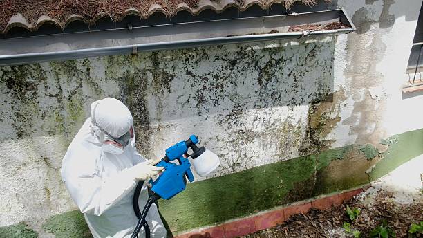 Top rated local Basement Mold Removal specialists in Exmore, VA
